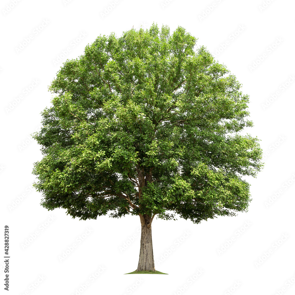 Fototapeta premium big tree isolate on white background