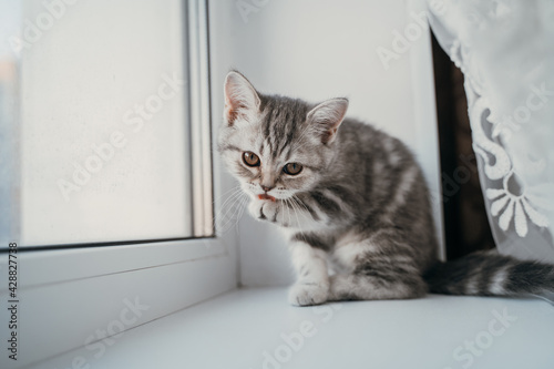 A small Scottish tabby kitten sits on the window and licks its thick paws
