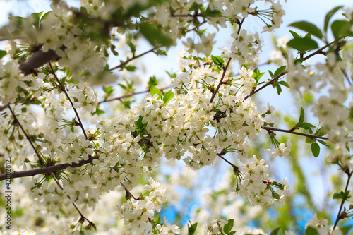 Flowering cherry against a blue sky. Cherry blossoms. Spring background.