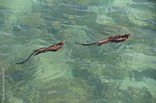 two iguanas swimming in Galapagos Islands