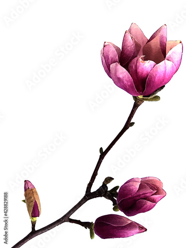 Pink Magnolia Blooms on Branch, Isolated on White Background, Vector Image, Illustrator eps photo
