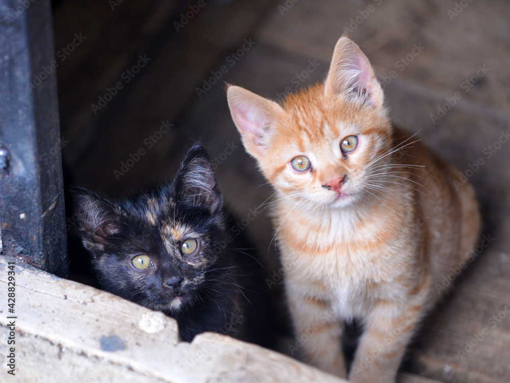 Little kitten in a basement . Tabby cat baby,mixed breed pet Little kitten in a basement . Tabby cat baby,mixed breed pet