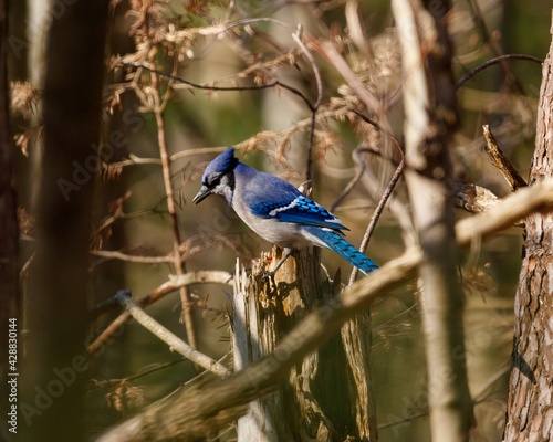 blue jay perched on a branch © Christopher