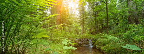 Forest landscape panorama background banner - green fresh plants in the forest  fern  grass  meadow  trees  and small river