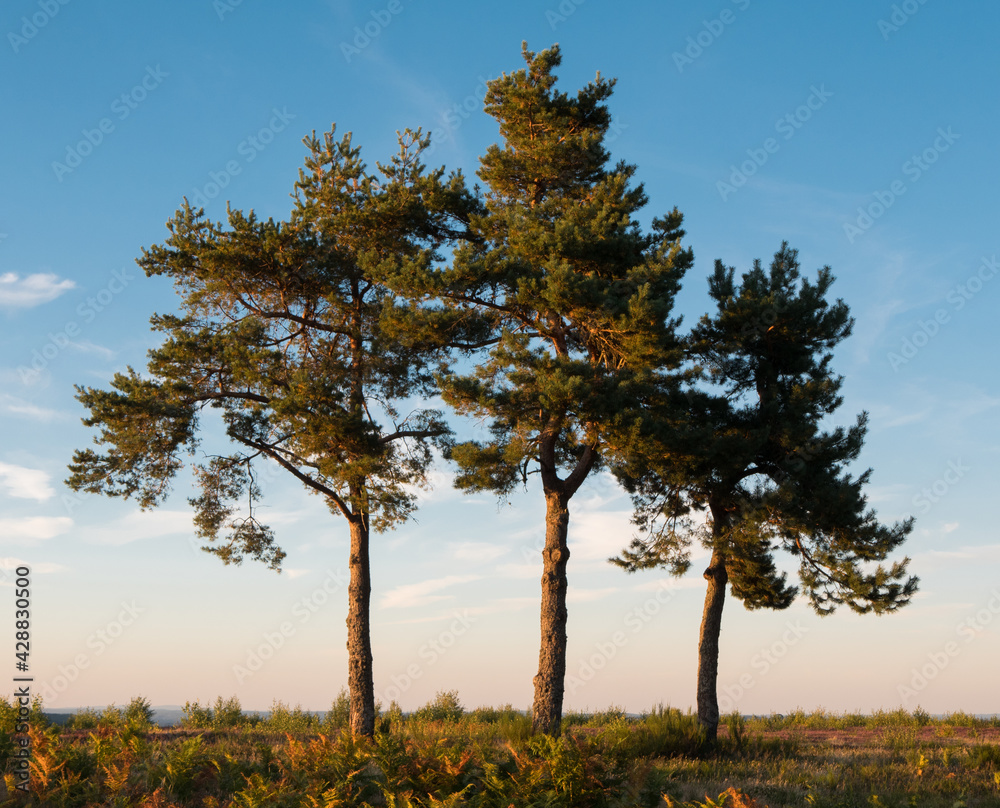 Fototapeta premium Three trees at sunset in the Creuse.