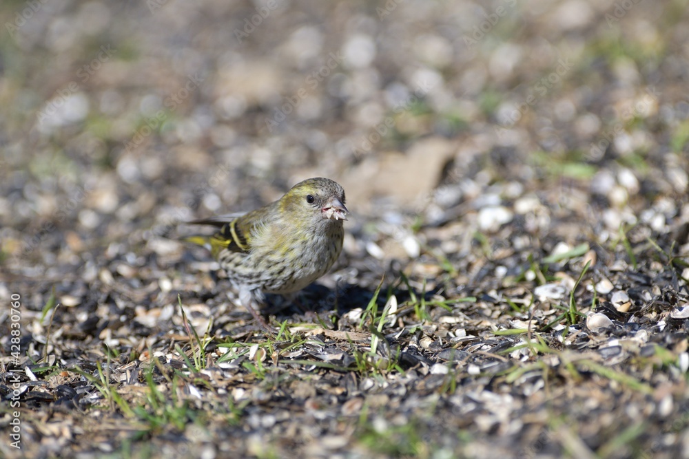 The pine siskin bird eating seeds rack from the ground The pine siskin bird eating seeds rack from the ground