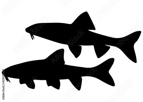 Gudgeon is a fish that swims in the set. Vector image.