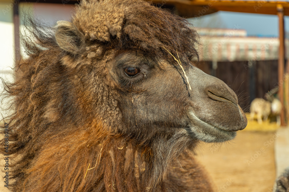 Fototapeta premium Black camel looking at the camera close-up, black camel caravane