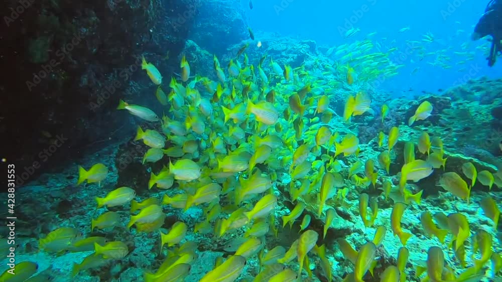 Yellow stripe trevally taking cover behind the rocks Yellow stripe trevally taking cover behind the rocks