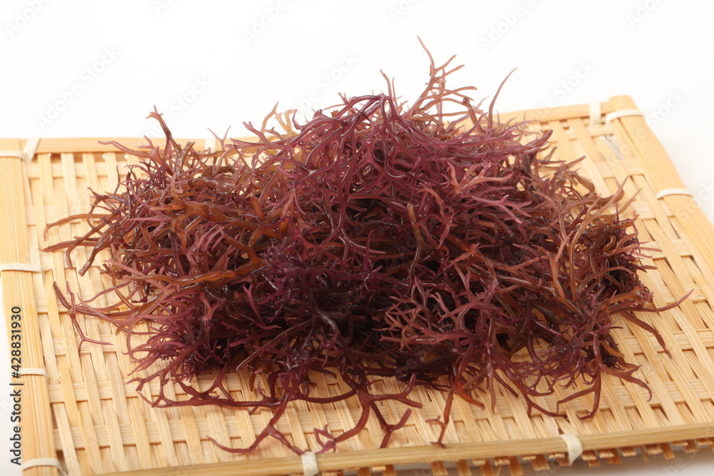 Fototapeta premium 乾燥赤のり