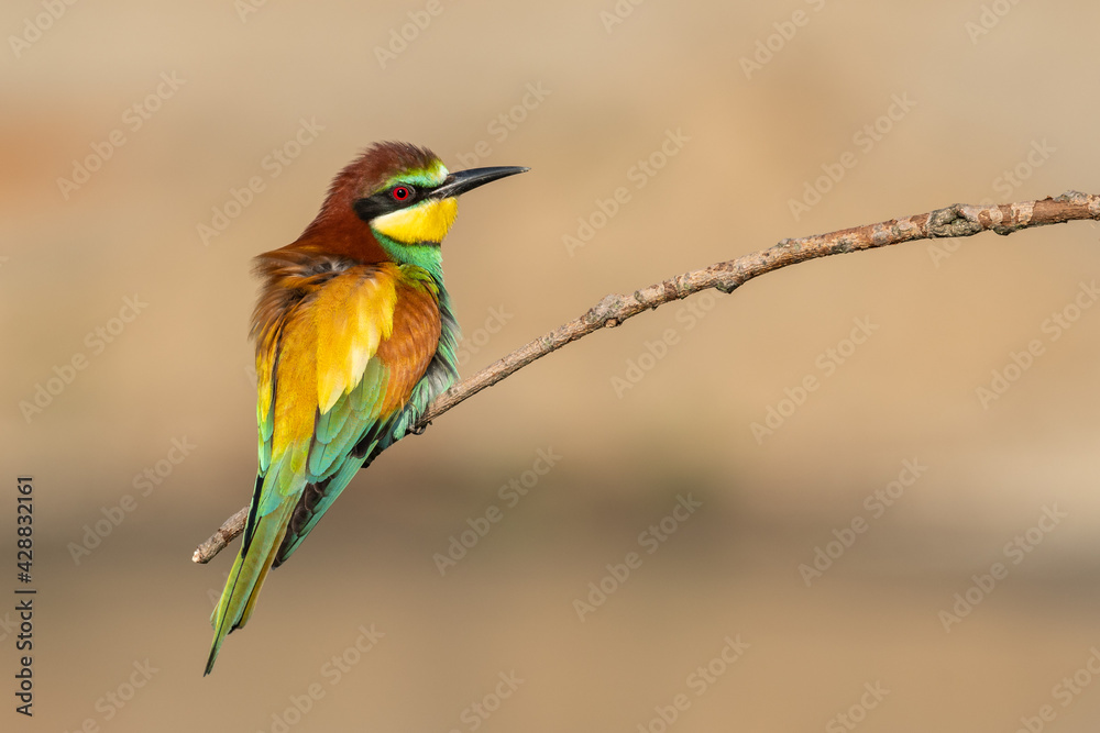 Beautiful nature scene with European bee-eater Merops apiaster. Wildlife shot of European bee-eater Merops apiaster on branch. European bee-eater Merops apiaster in the nature habitat. Beautiful nature scene with European bee-eater Merops apiaster. Wildlife shot of European bee-eater Merops apiaster on branch. European bee-eater Merops apiaster in the nature habitat.