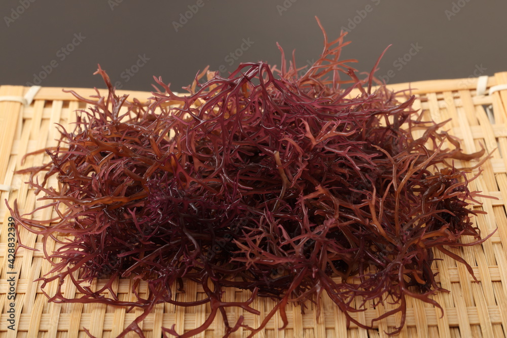 Fototapeta premium 乾燥赤のり