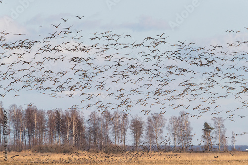 Massive flock of white-fronted  take of from their stopover site on coastal meadow in western Estonia photo