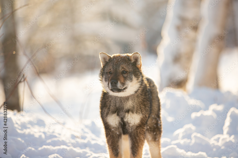 Portrait of an Shikoku puppy standing in winter. Shikoku ken puppy. Kochi-ken dog