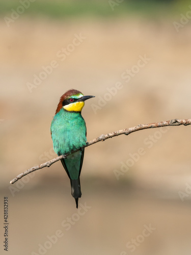 Beautiful nature scene with European bee-eater Merops apiaster. Wildlife shot of European bee-eater Merops apiaster on branch. European bee-eater Merops apiaster in the nature habitat.