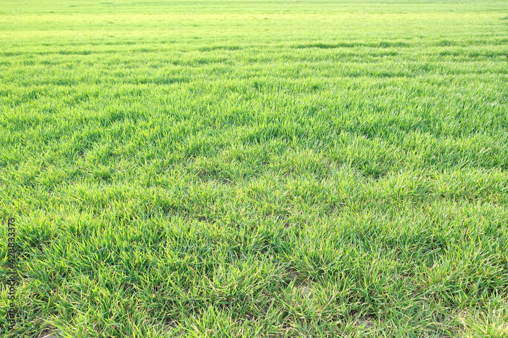 plowed and sown grain crops, wheat fields, farmland of farmers, long rows of green crops, fertile land, the concept of growing grain products, the country's economy, harvest plowed and sown grain crops, wheat fields, farmland of farmers, long rows of green crops, fertile land, the concept of growing grain products, the country's economy, harvest