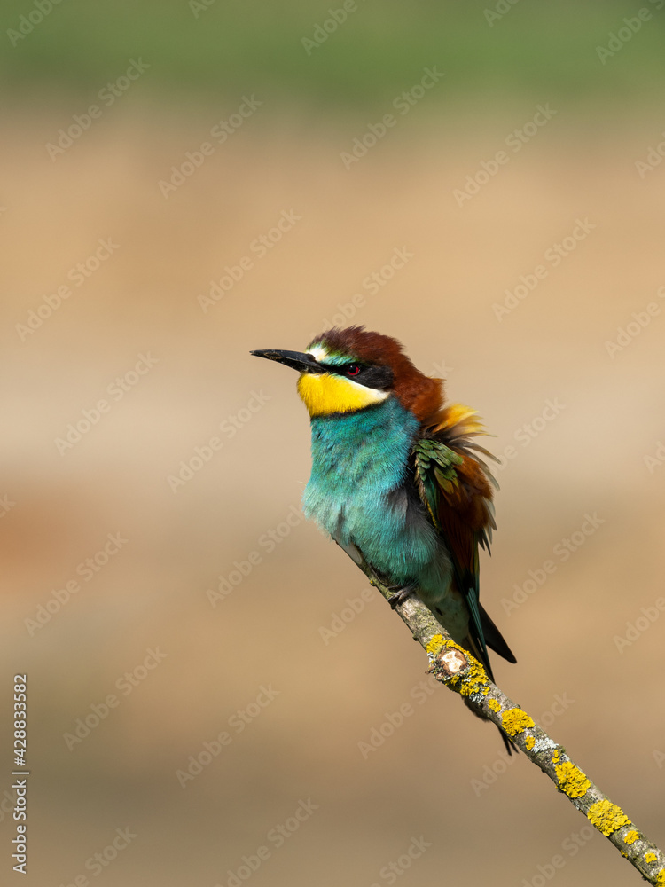Beautiful nature scene with European bee-eater Merops apiaster. Wildlife shot of European bee-eater Merops apiaster on branch. European bee-eater Merops apiaster in the nature habitat.