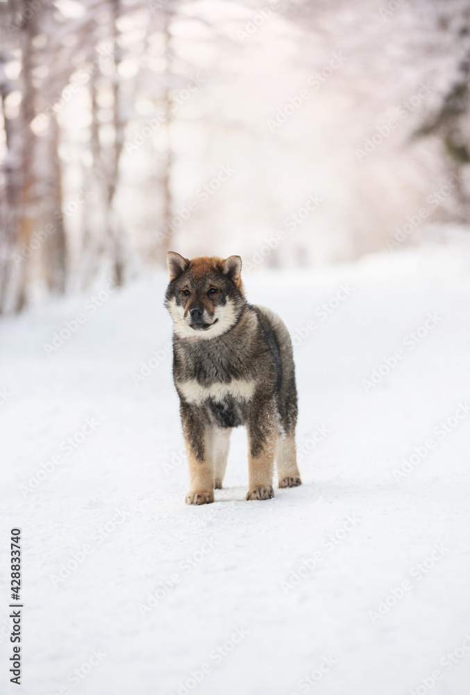 Obraz premium Profile Portrait of an Shikoku puppy standing in winter. Shikoku ken puppy. Kochi-ken dog