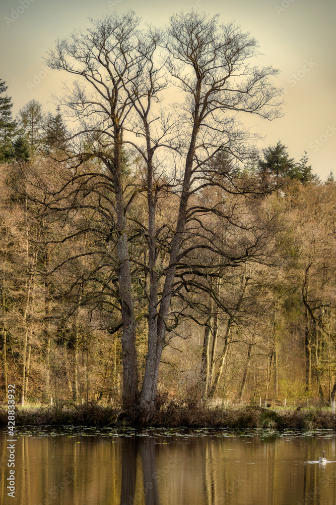 Eine Gans schwimmt in einem Teich vom Klosterforst Loccum an dessen Ufer ein großer kahler Baum ohne Blätter steht und der sich teilweise im Wasser spiegelt