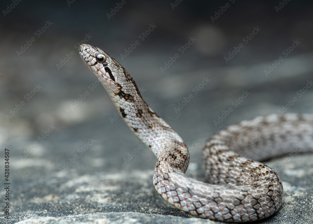 Fototapeta premium Southern smooth snake (Coronella girondica)