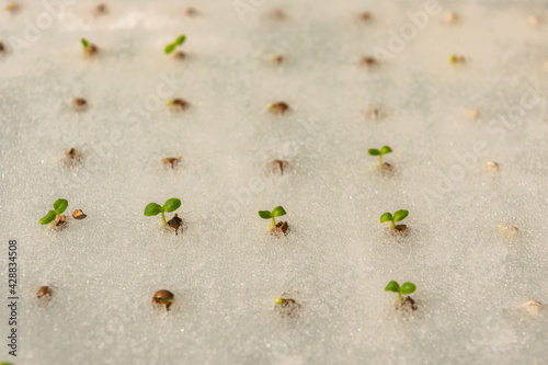 hydroponic seed germinate on sponge in greenhouse.