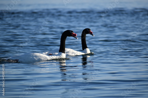 Fototapeta Naklejka Na Ścianę i Meble -  cisne cuello negro