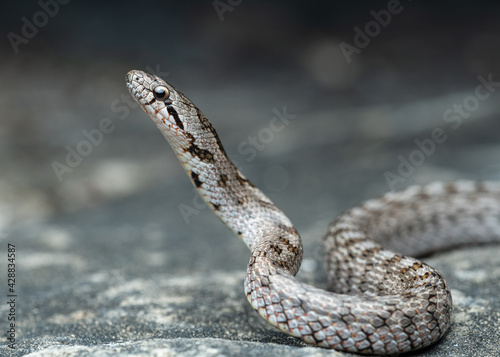 Southern smooth snake (Coronella girondica) photo