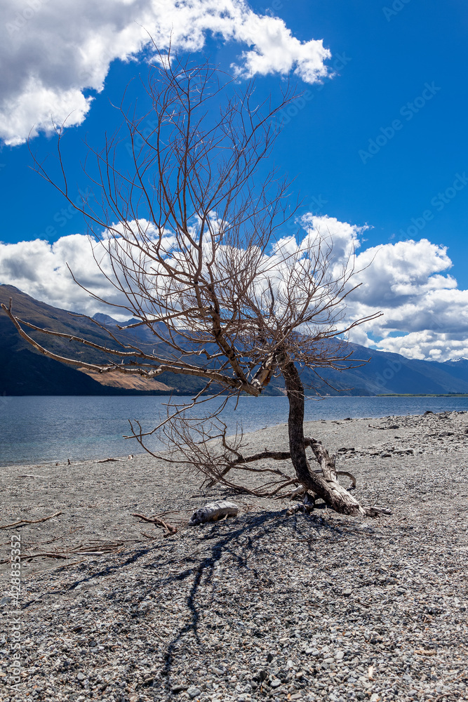 Dead tree on the banks of Lake Wanaka in New Zealand Dead tree on the banks of Lake Wanaka in New Zealand