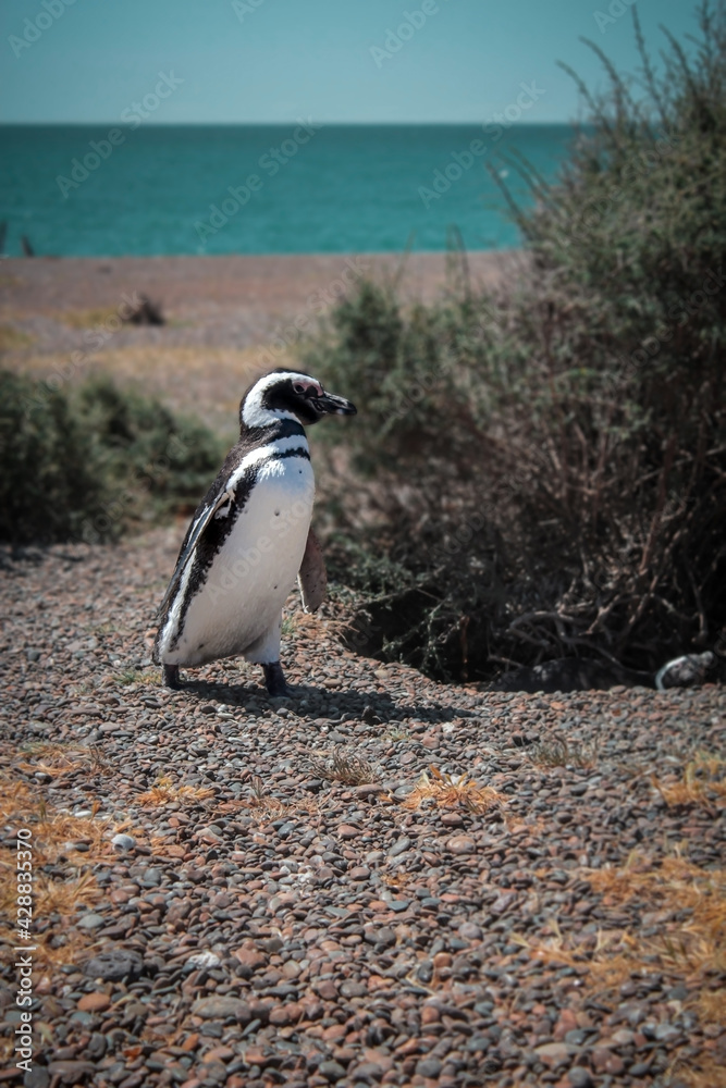 Obraz premium Cute south pole penguin who walks alone. Patagonia, Argentina