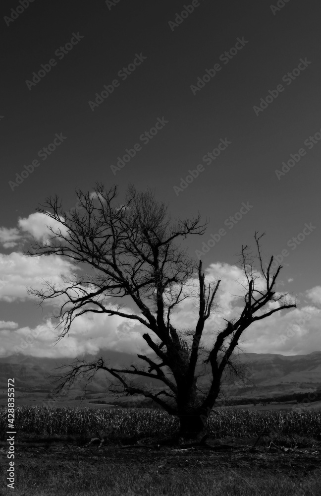 Obraz premium Lonely tree in the Drakensburg mountains - black and white