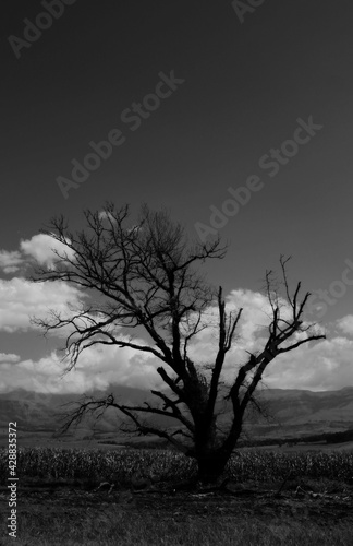 Lonely tree in the Drakensburg mountains - black and white