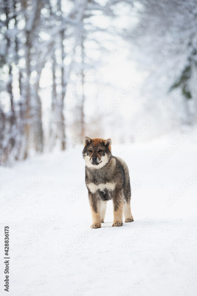 Portrait of an Shikoku puppy standing in winter forest. Shikoku ken puppy. Kochi-ken dog
