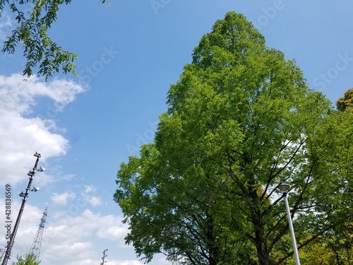 青い空と生い茂る木