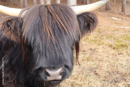 scottish highland cow