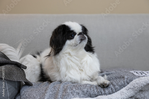 Fototapet Japanese Chin dog sitting on blue couch with paws crossed