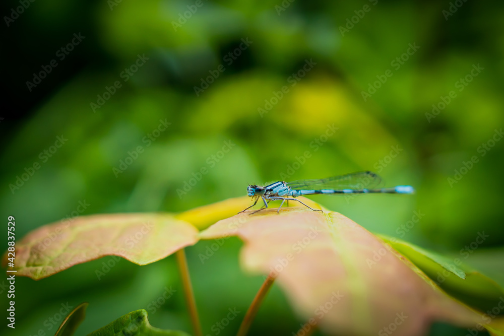 Blue dragonfly on a leaf Blue dragonfly on a leaf