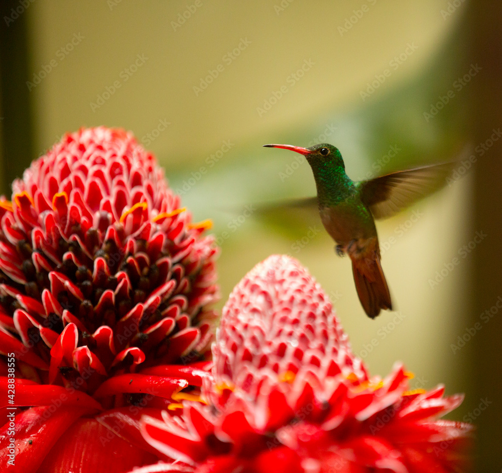 Fototapeta premium hummingbird flying next to a red plant