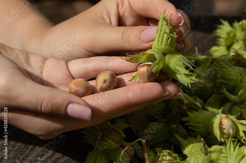 harvest of hazelnut. The girl holds a hazelnut in her hands. Concept of the gifts of nature photo