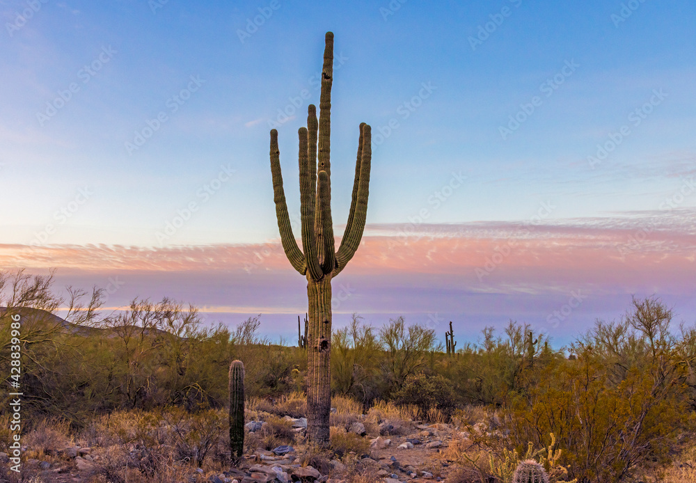 Saguaro Cactus at Dusk Near A Hiking Trail In Scottsdale, Arizona. Saguaro Cactus at Dusk Near A Hiking Trail In Scottsdale, Arizona.