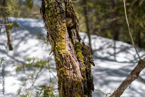 Moss on tree closeup in winter