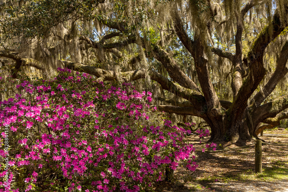 Huge Carolina Shores Oak tree filled with Spanish Moss next to pink azaleas in bloom.