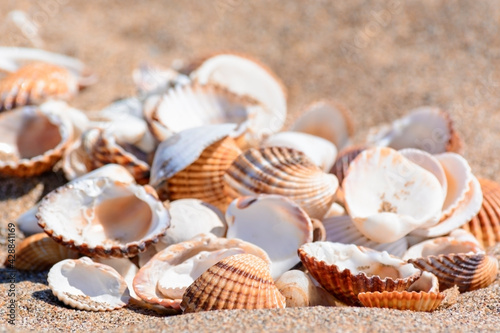 Group of shells on the sandy seashore.