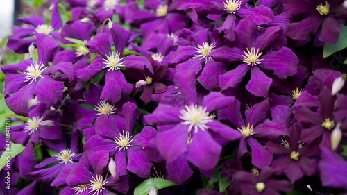 Purple flowers in the garden