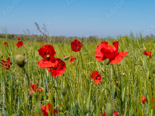 CLOSE-UP OF BEAUTIFUL POPPY ON A SPRING DAY IN THE FIELDS OF TOLEDO  SPAIN