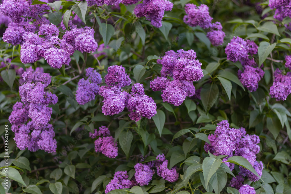 Purple lilac blossoms with green leaves. Floral pattern. Lilac background texture. Lilac wallpaper Purple lilac blossoms with green leaves. Floral pattern. Lilac background texture. Lilac wallpaper