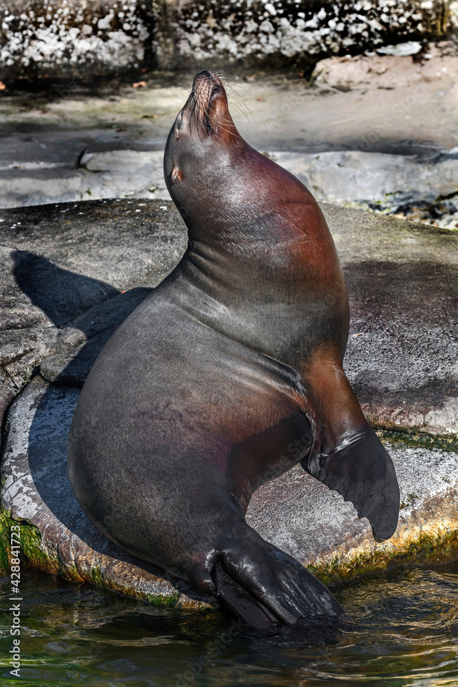 Fototapeta premium Sea-lion on the stone. Latin name - Zalophus californianus 
