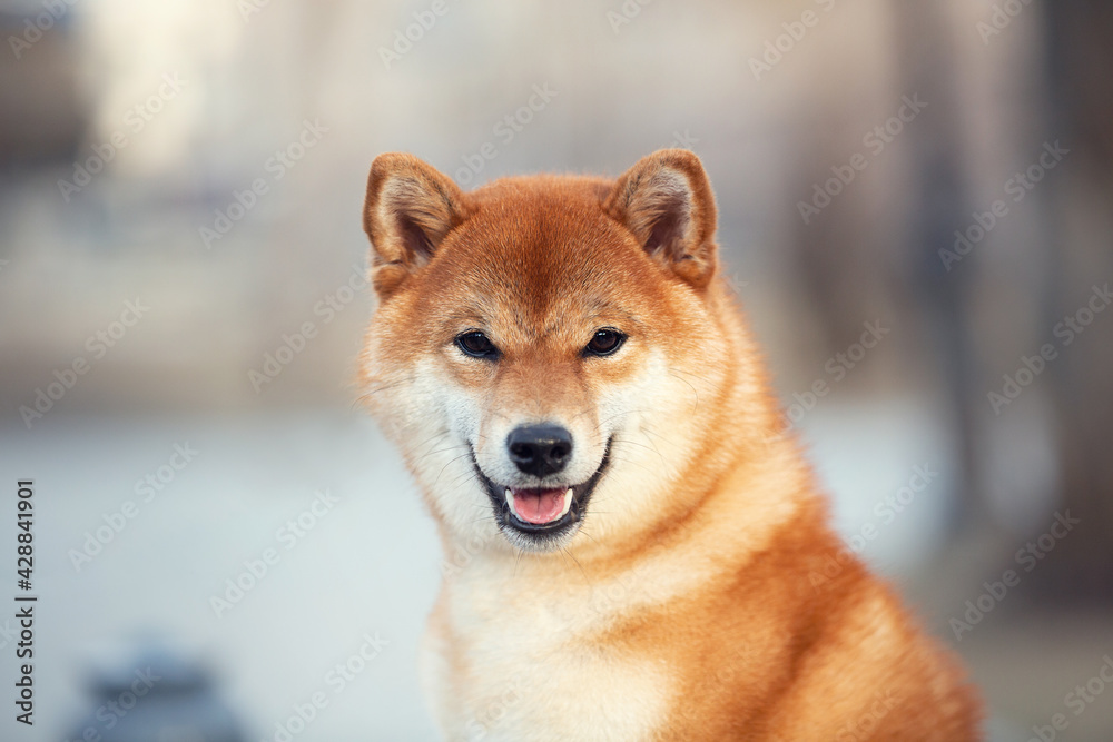 Beautiful Young Red Shiba Inu Puppy Dog outdoors. Cute japanese dog posing outside Beautiful Young Red Shiba Inu Puppy Dog outdoors. Cute japanese dog posing outside