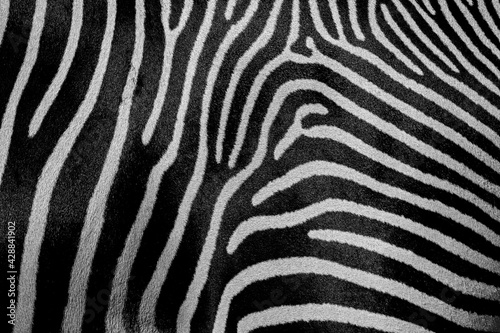 extreme close up of the fur of a zebra