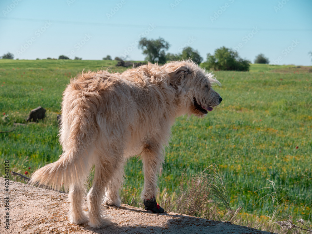 PRECIOUS SHEPHERD TYPE DOG WITH LONG HAIR AND BROWN COLOR, POSING IN THE FIELD WITH MAGNIFICENT COLORS ON A SPRING DAY