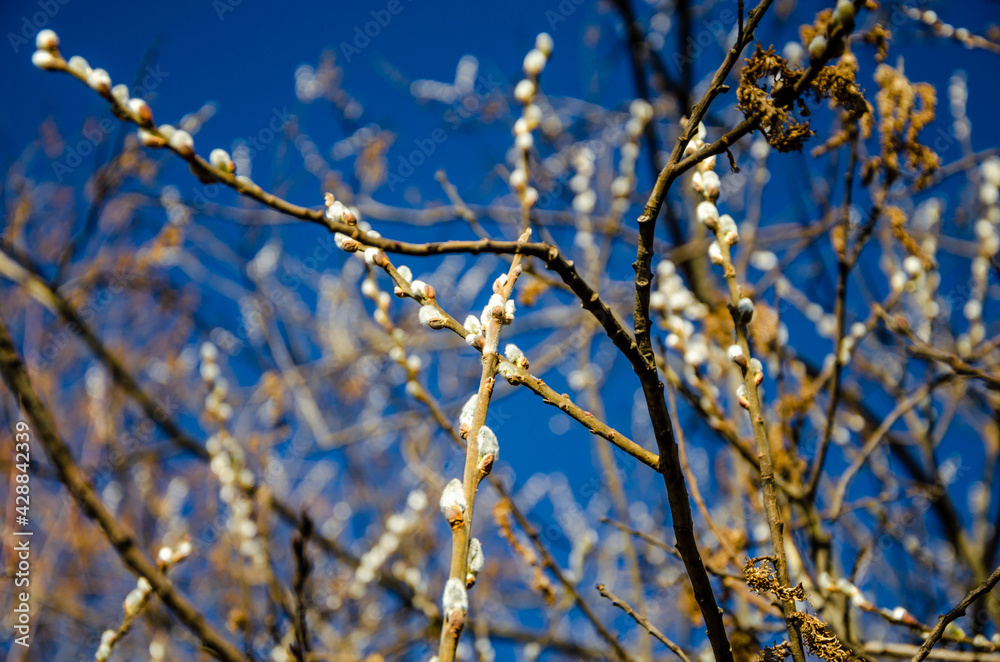 Willow branches with buds in spring against the blue sky. Willow branches with buds in spring against the blue sky.
